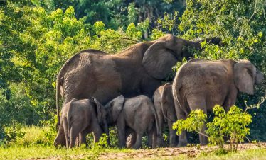 3 Days Murchison Falls Tour