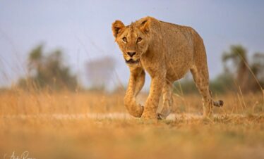 Experience Uganda’s Royal Wildlife: The Queen Elizabeth National Park Tour